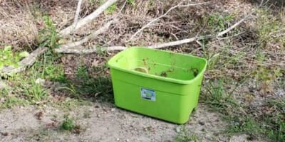 Trauriger Fund in einer Plastikbox