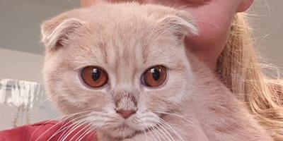 Das Tierheim ist fassungslos