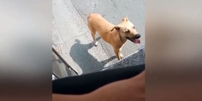 Dog following jeepney in Philippines