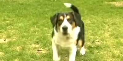 Patch ist heute ein Held