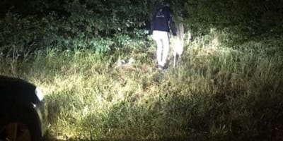 Outdoor rescue of cat family