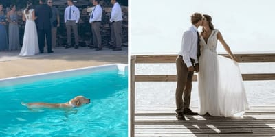 Hund im Pool bei einer Hochzeitszeremonie