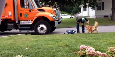Dog waits for bin man