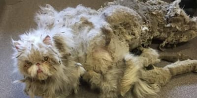 Persian cat with matted fur