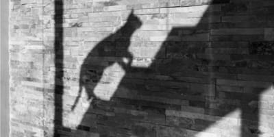 Shadow of a cat climbing stairs