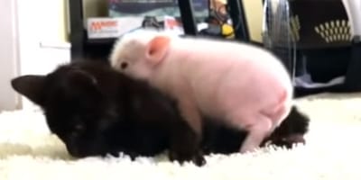 Piglet lies down on kitten
