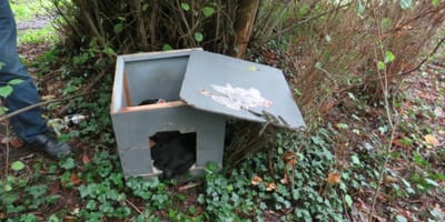 Hundehütte im Wald