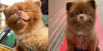German Spitz puppy