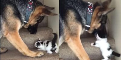 German Shepherd with tiny kitten on stairs