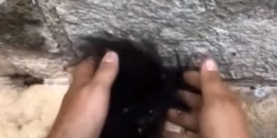 man grabbing pile of spiders