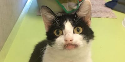 Shelter cat with an unusual smile
