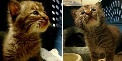 Luchs mit Kätzchen verwechselt
