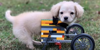 Tiny puppy in Lego wheelchair