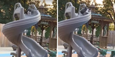 Katze auf Wasserrutsche