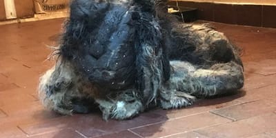 extrana criatura en el garaje