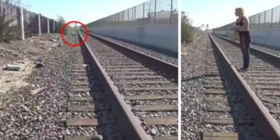 shar pei on train tracks