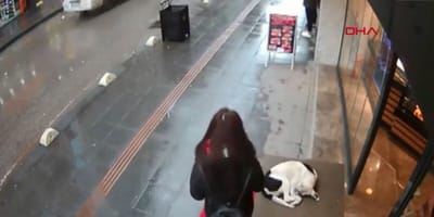 CCTV footage of Turkish woman looking down at stray dog