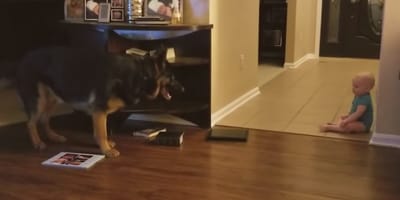 vídeo perro pastor alemán juega con bebe humano