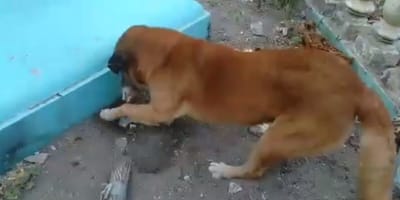 dog digs the earth