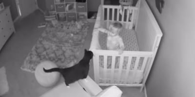 Nanny cam captures cat and toddler having incredible conversation