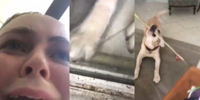 labrador helps owner back into the house