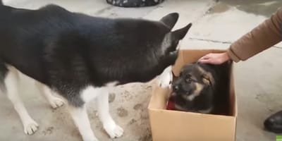 husky-incontra-un-cucciolo-di-pastore-tedesco