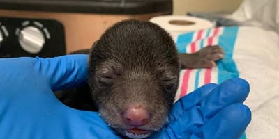 bear cub in hand