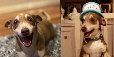 Dog's birthday