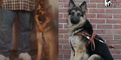 German Shepherd guide dog