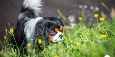 Hund im Gras