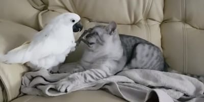 Cockatoo putting his claws on British Shorthairs face