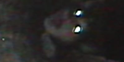video gato atrapado tuberia
