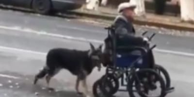 Dog pushing man in wheelchair