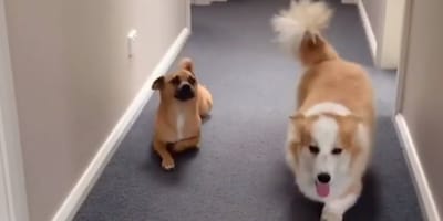 brown dog crawls on the floor next to long haired corgi