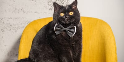 Gato negro ojos amarillos