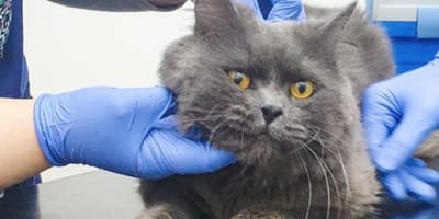grey cat being checked by vets