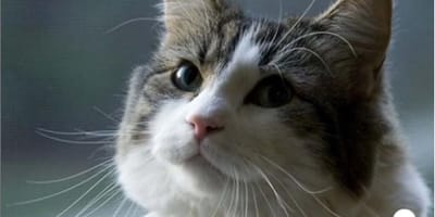 Oscar der Kater