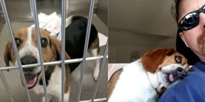 Beagle dog