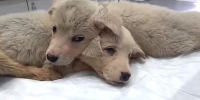 Rescuer makes heartbreaking discovery of puppies dumped in a rubbish bin