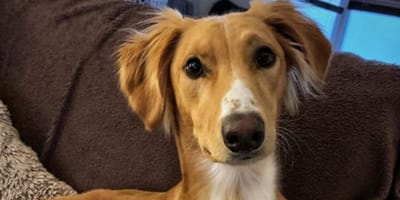 brown lurcher