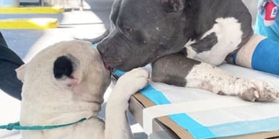 Grieving dogs comfort one another after sudden death of their beloved owner