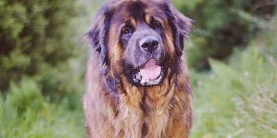 Which is your favourite big dog