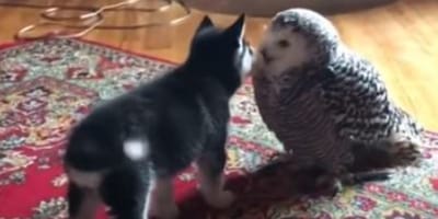 husky puppy licking white owl