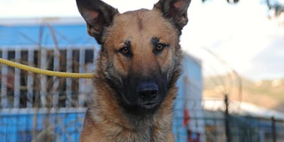 belgian shepherd mix at the end of a yellow leash