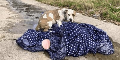 pitbull abandonado nochevieja mantita dallas