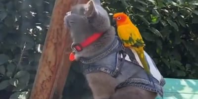 grey british shorthair and sun conure