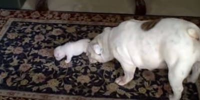 Bulldog Patches teaches puppy Elvis to walk