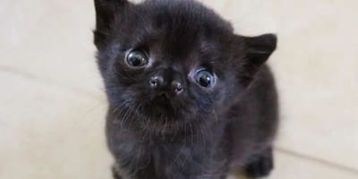 gato negro recien nacido