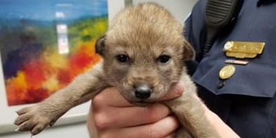 Baby coyote