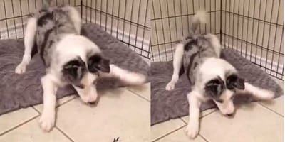 Junger Hund in Abwehrhaltung